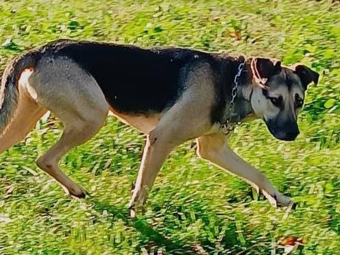 Adotta un cane, femmina, 6 anni e 11 mesi, Brescia