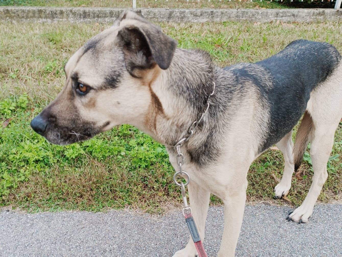 Adotta un cane, taglia media, femmina, Brescia