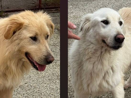 Adozione cane, femmina, Razza sconosciuta Razza sconosciuta, 2 anni e 4 mesi, taglia media, Varese