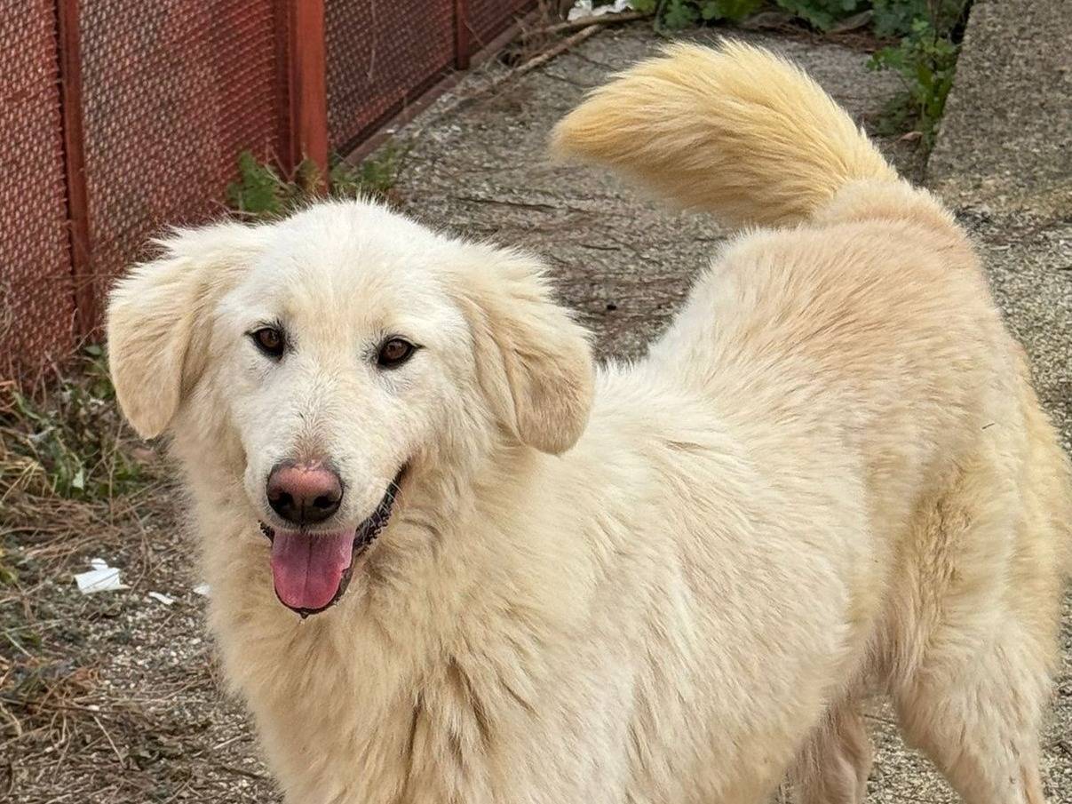 Adotta un cane, femmina, 2 anni e 4 mesi, Varese