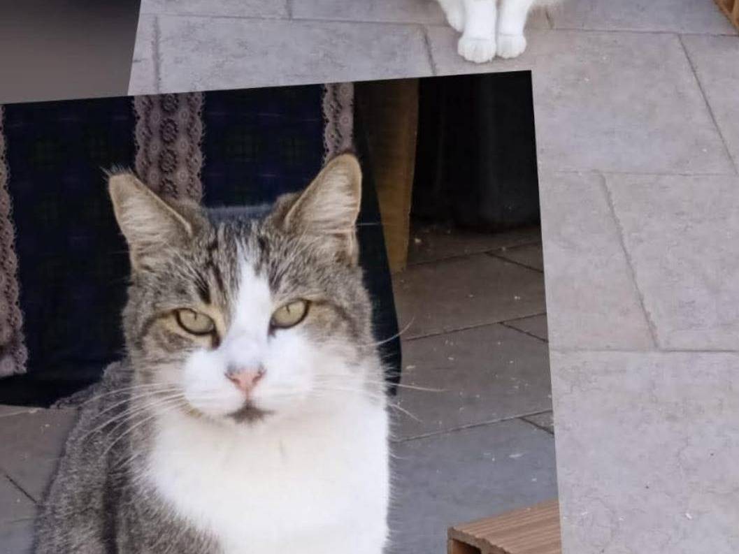 Adozione gatto, maschio, Razza sconosciuta Razza sconosciuta, 1 anno e 8 mesi, taglia non valida, Roma