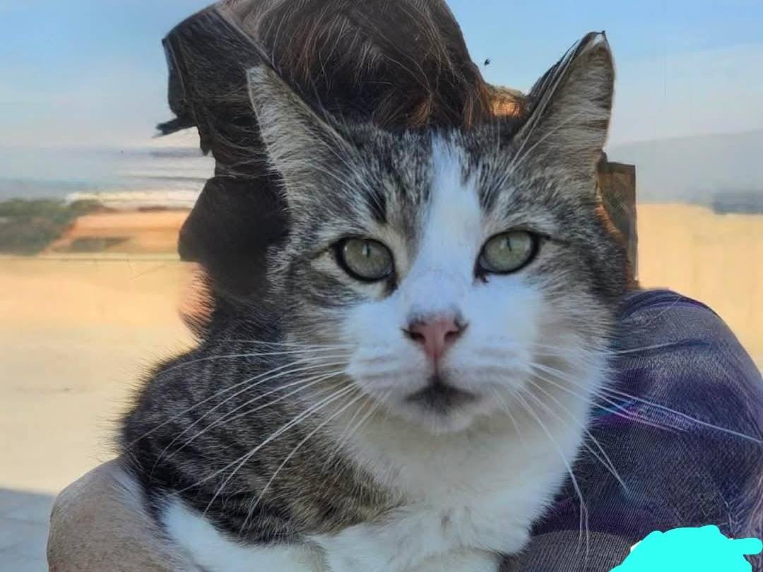 Adotta un gatto, maschio, 1 anno e 8 mesi, Roma