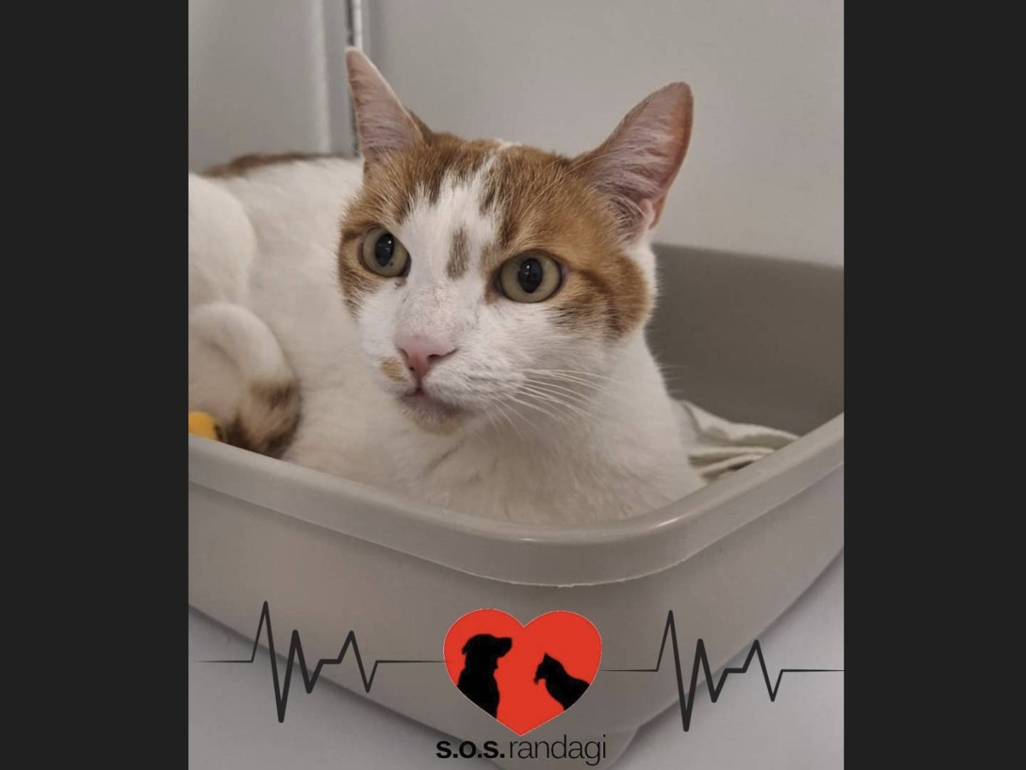 Adozione gatto, maschio, Razza sconosciuta Razza sconosciuta, 5 anni, taglia non valida, Milano