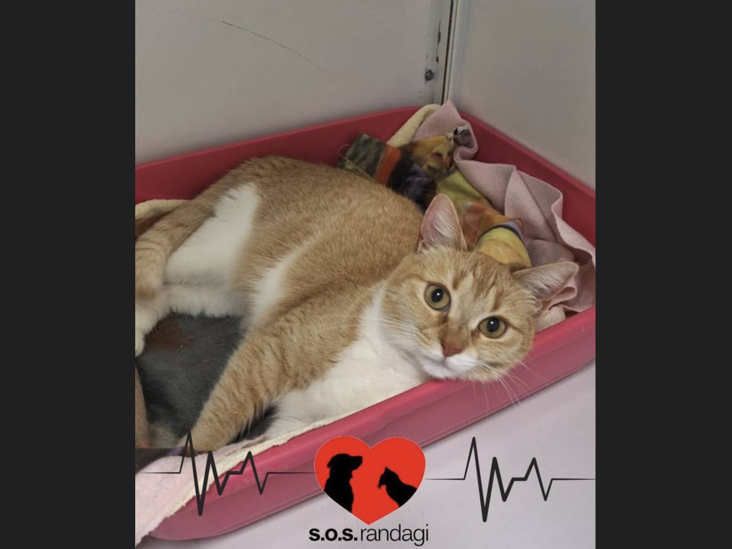 Adozione gatto, femmina, Razza sconosciuta Razza sconosciuta, 3 anni e 7 mesi, taglia non valida, Milano