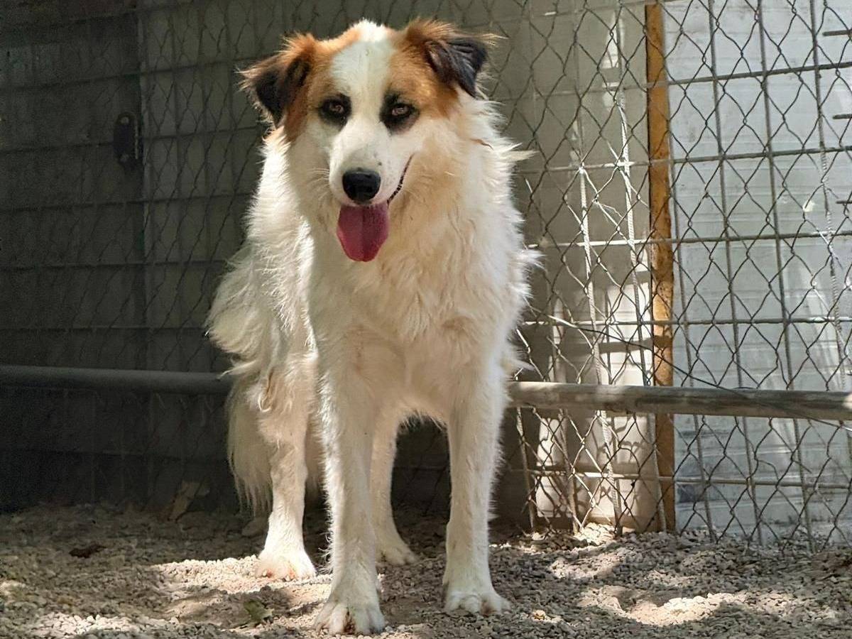Adozione cane, femmina, Razza sconosciuta Razza sconosciuta, 4 anni e 4 mesi, taglia media contenuta, Salerno