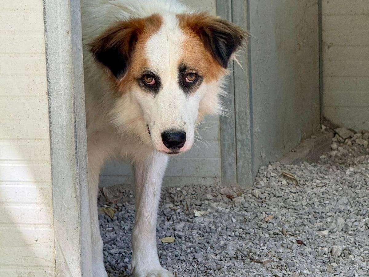 Adotta un cane, femmina, 4 anni e 4 mesi, Salerno