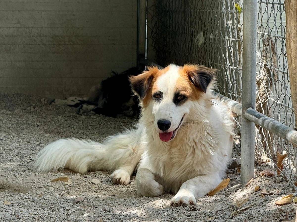 Adotta un cane, taglia media contenuta, femmina, Salerno