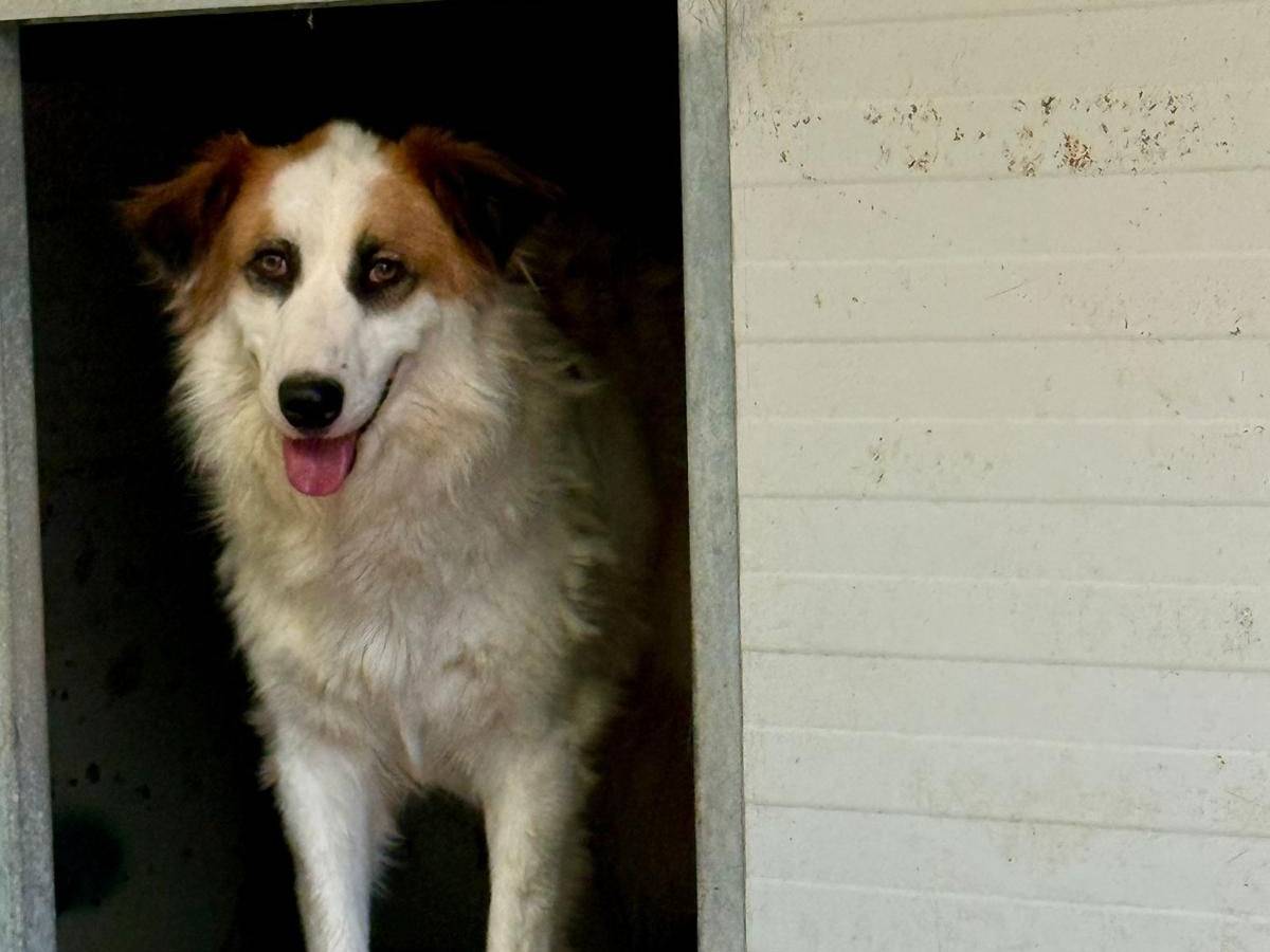 Adotta il cane SOFIA a Salerno