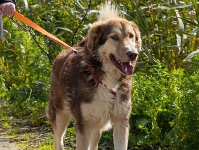 Adotta un cane, taglia grande, maschio, Ragusa