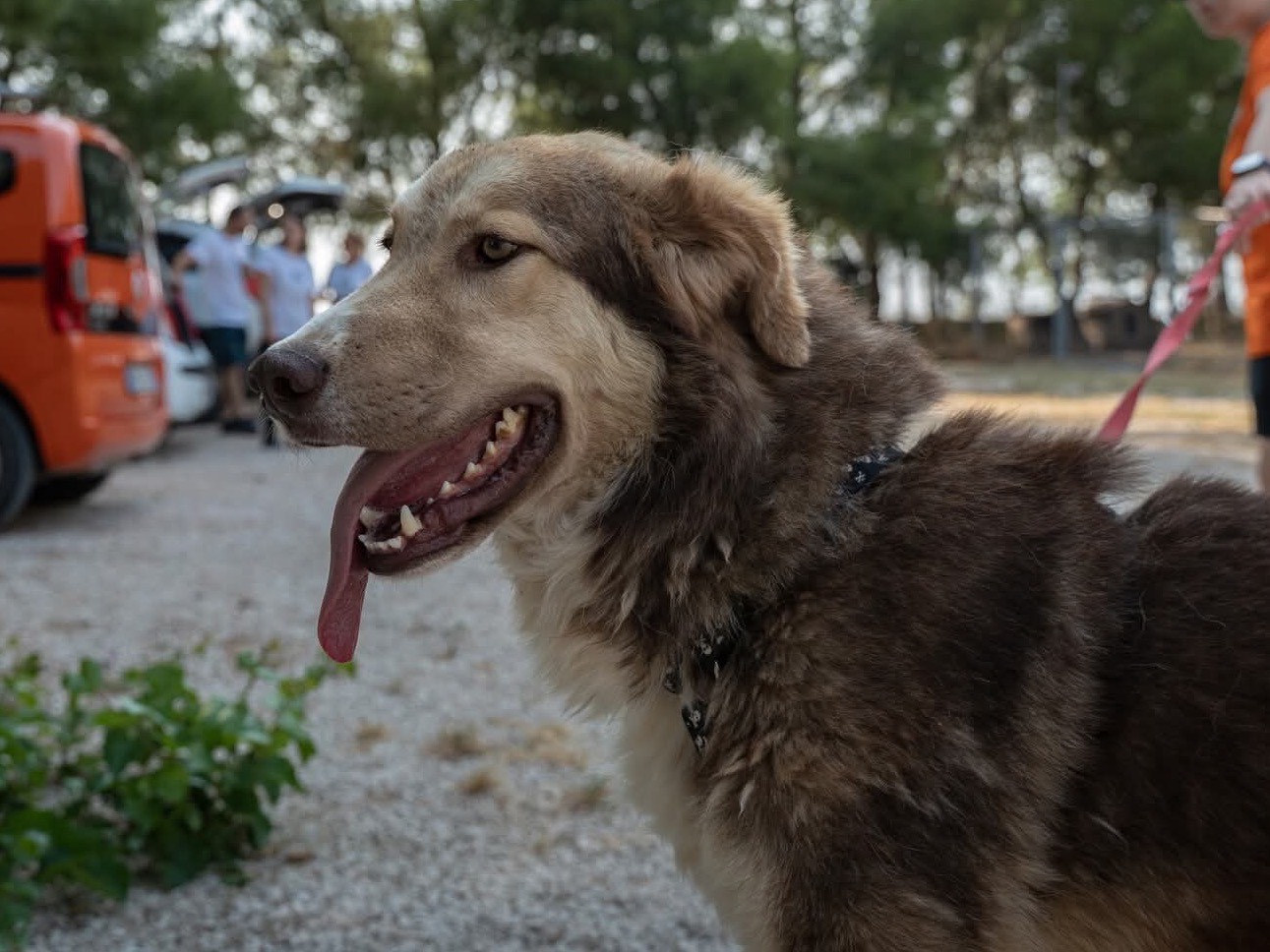 Adotta un cane, maschio, 2 anni, Ragusa