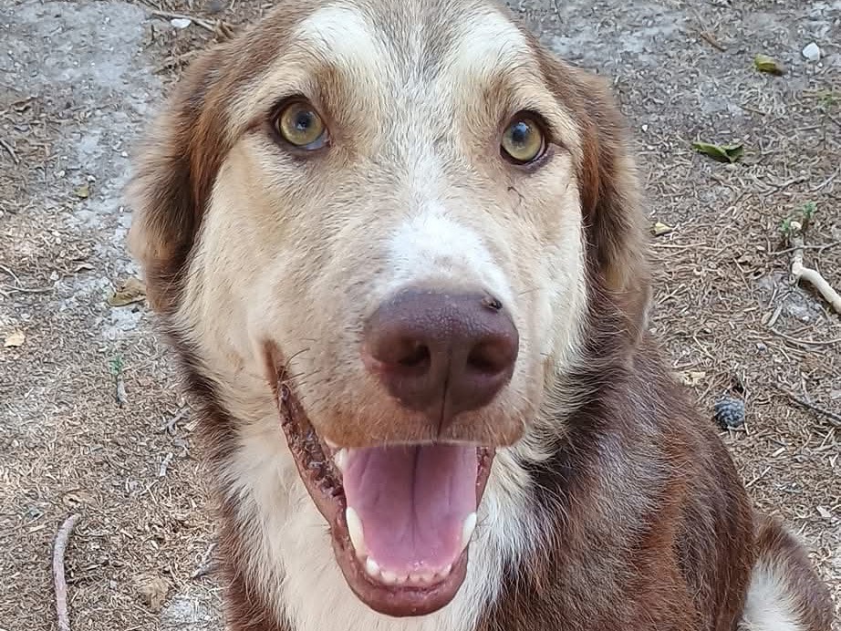 Adozione cane, maschio, Razza sconosciuta Razza sconosciuta, 2 anni, taglia grande, Ragusa