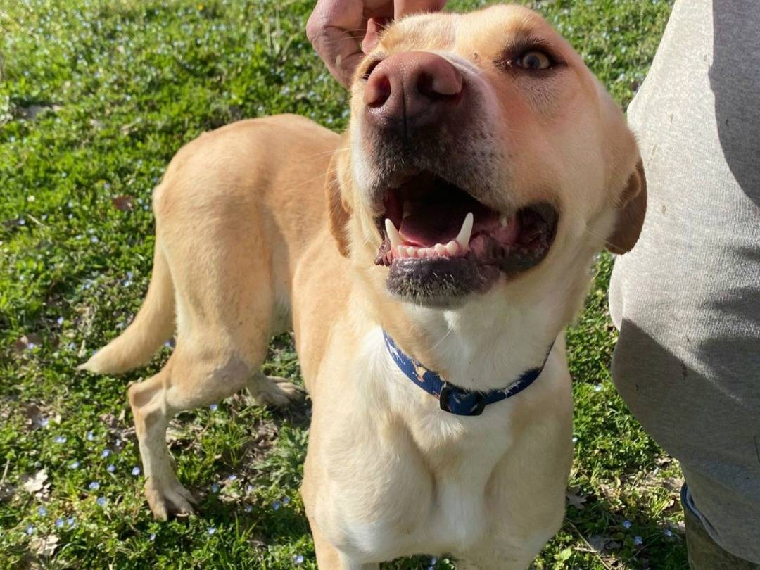 Adozione cane, femmina, Razza sconosciuta Razza sconosciuta, 2 anni e 1 mese, taglia grande, Teramo