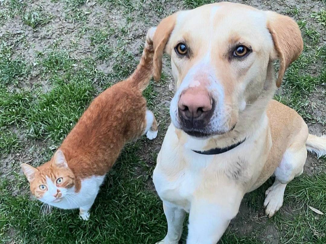 Adotta un cane, femmina, 2 anni e 1 mese, Teramo