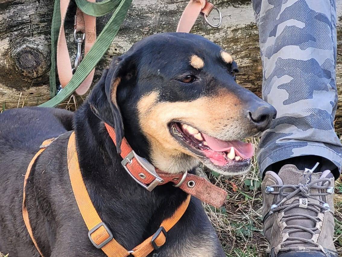 Vuoi adottare un cane a Milano?