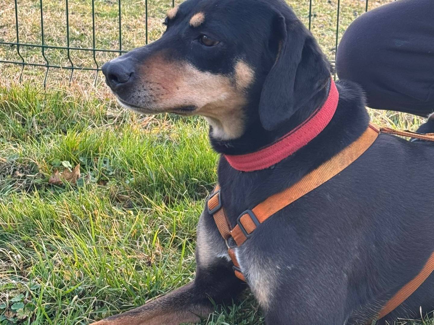 Adotta il cane SKYLAR a Milano