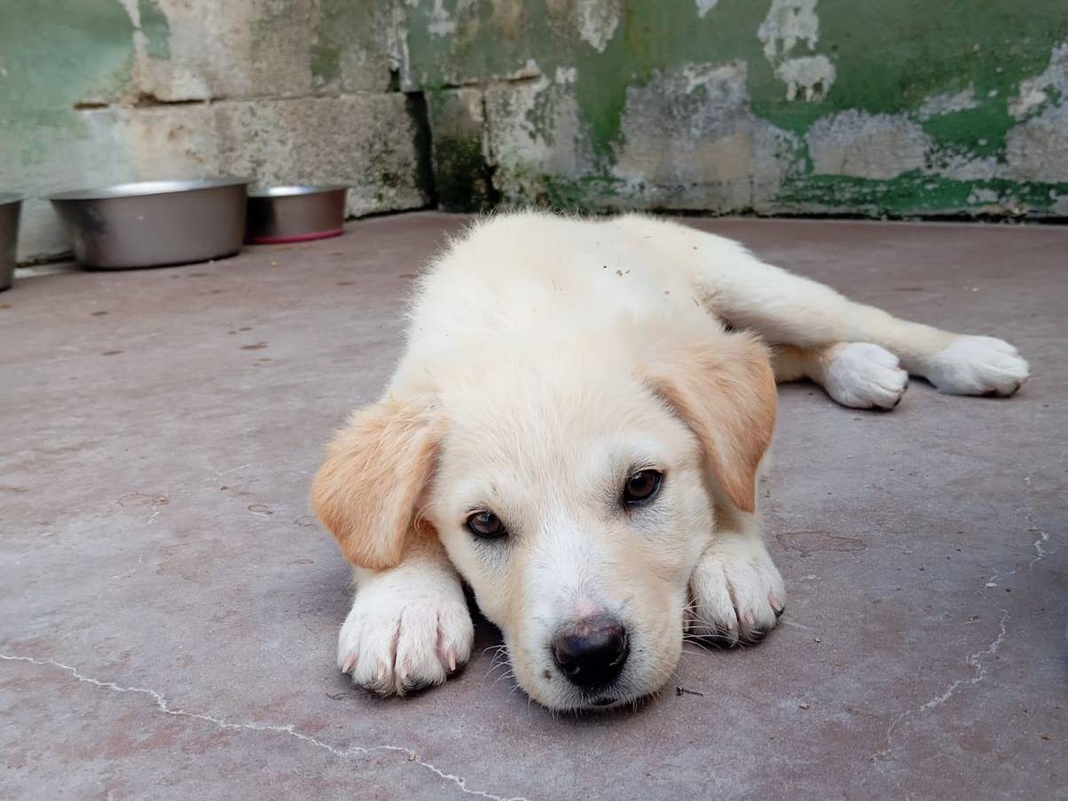 Adotta un cane, maschio, 2 mesi, Caserta