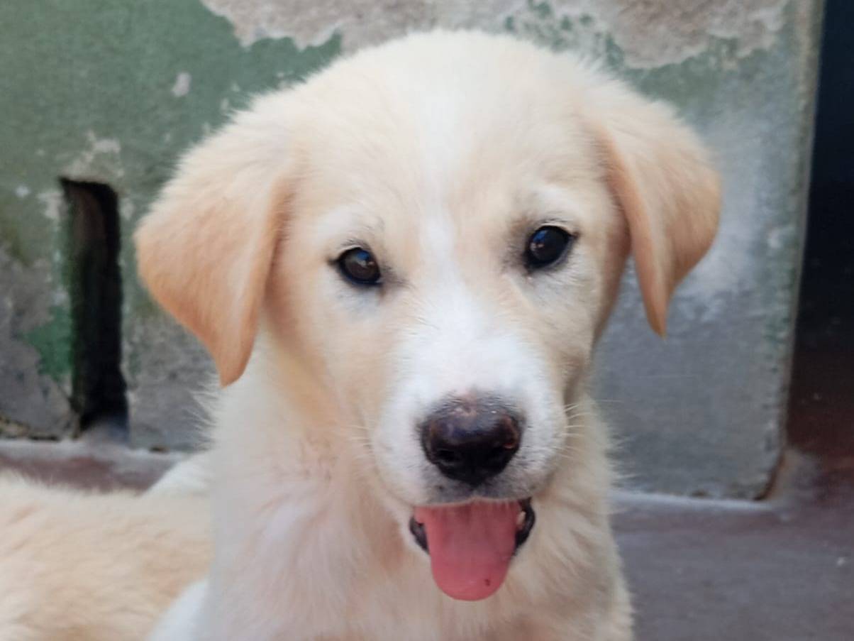 Adozione cane, maschio, Golden Retriever Razza sconosciuta, 2 mesi, taglia media, Caserta