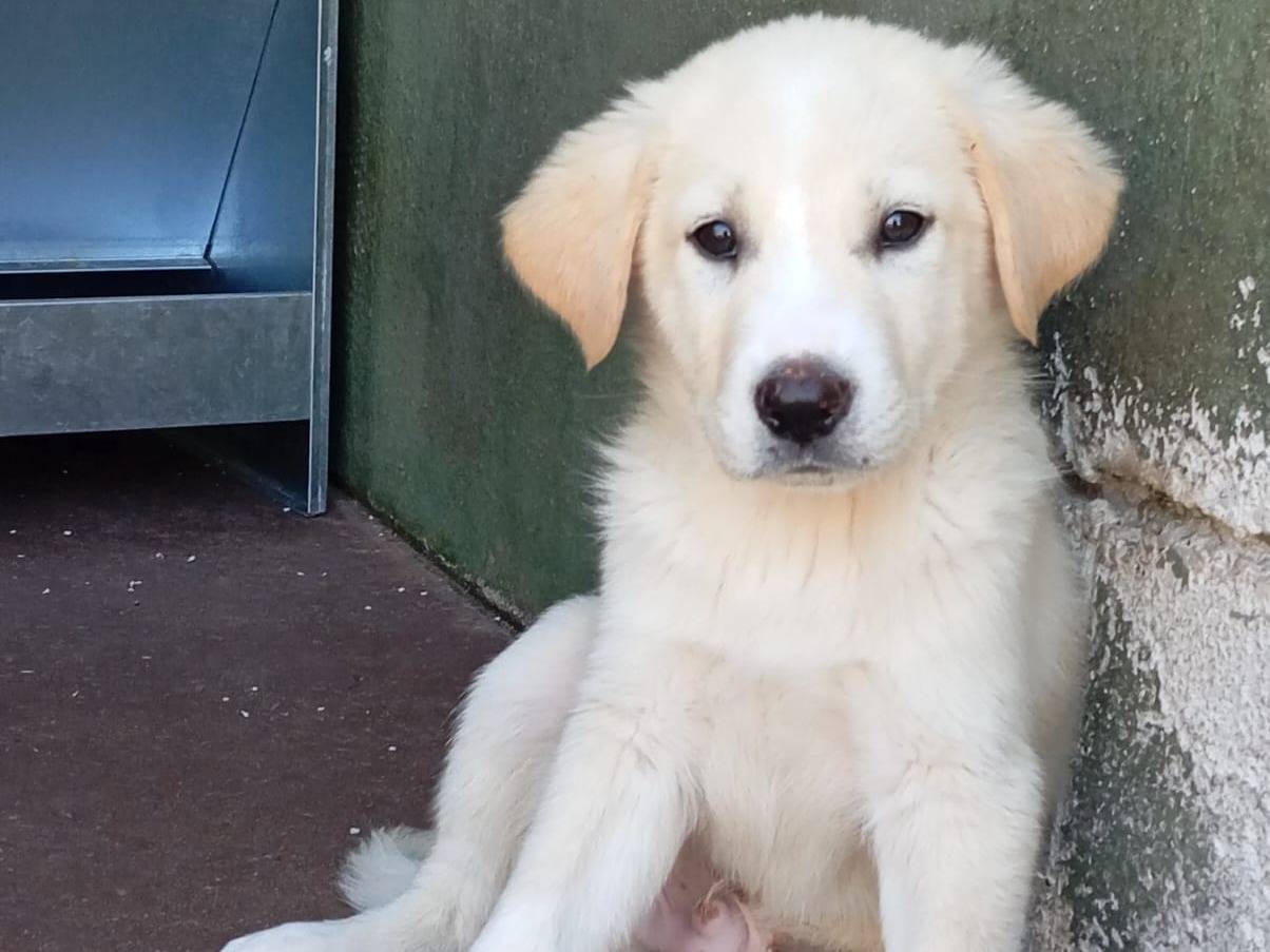 Adozione cane, maschio, Golden Retriever Razza sconosciuta, 3 mesi, taglia media, Caserta