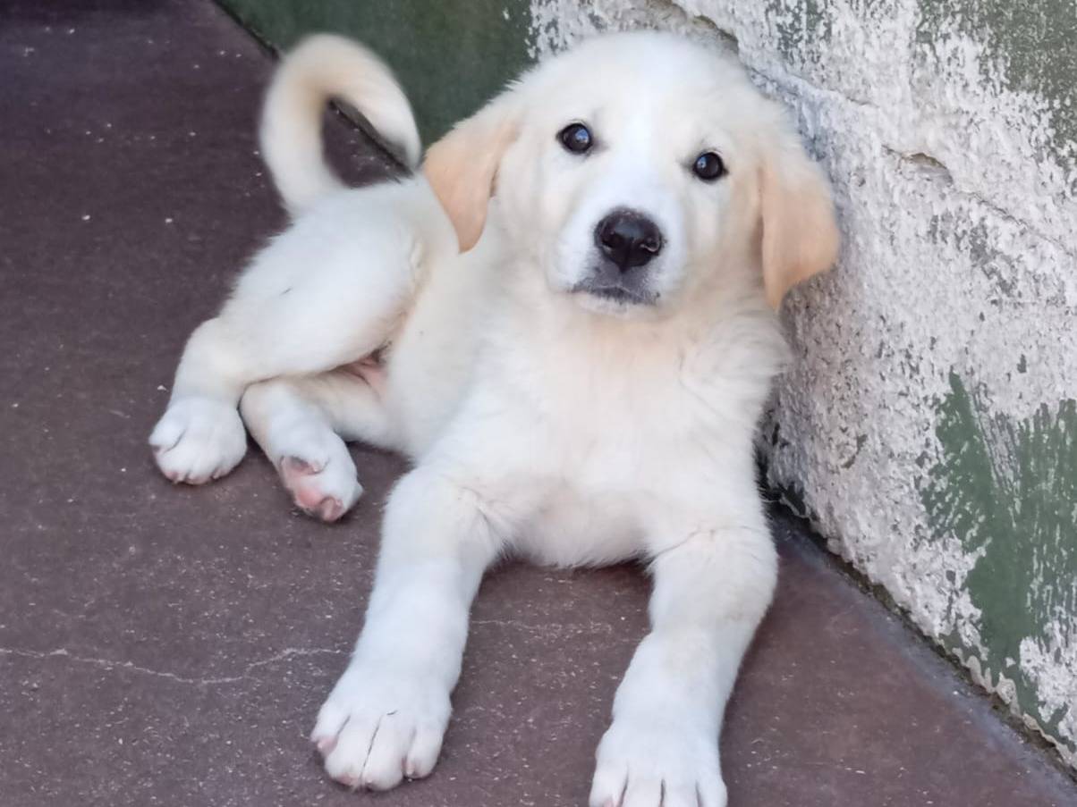 Adotta un cane, maschio, 3 mesi, Caserta