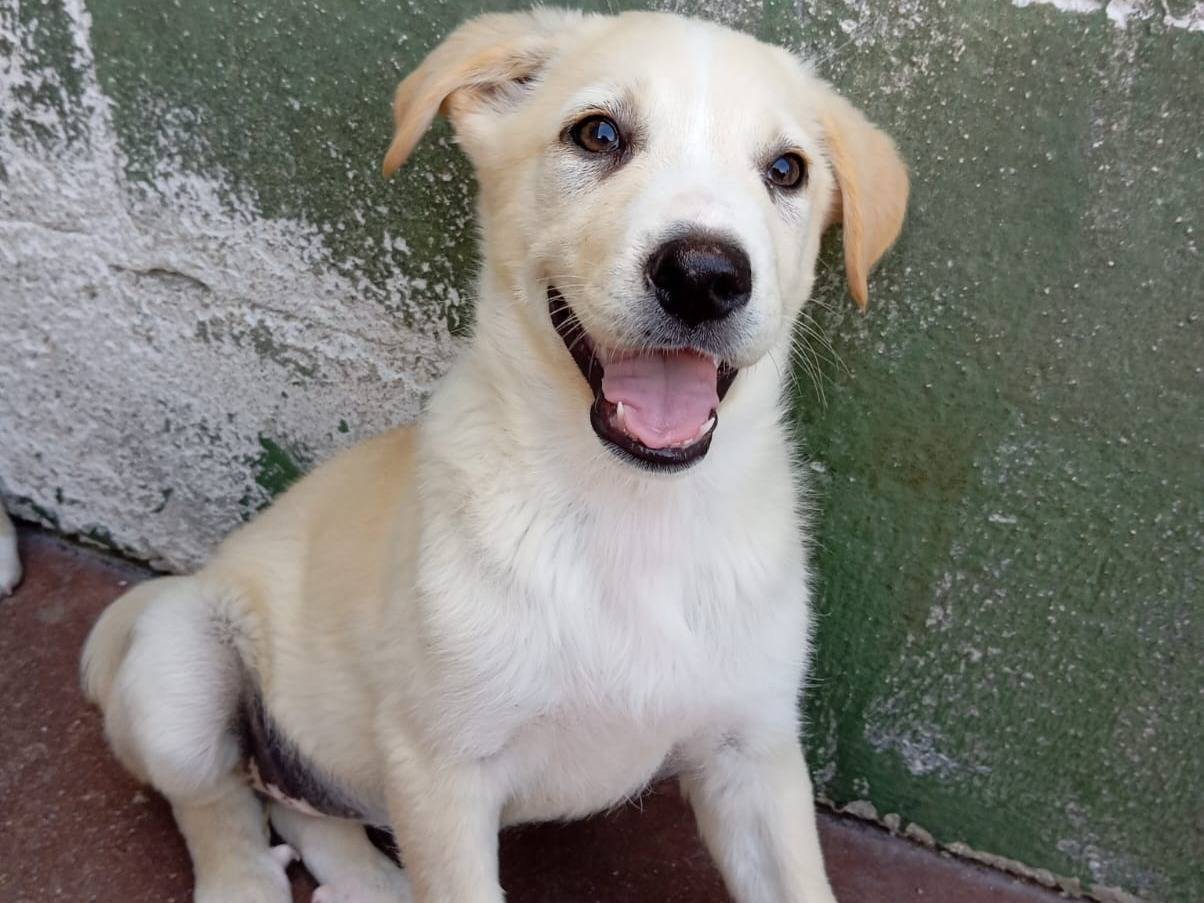 Adotta un cane, taglia media, maschio, Caserta