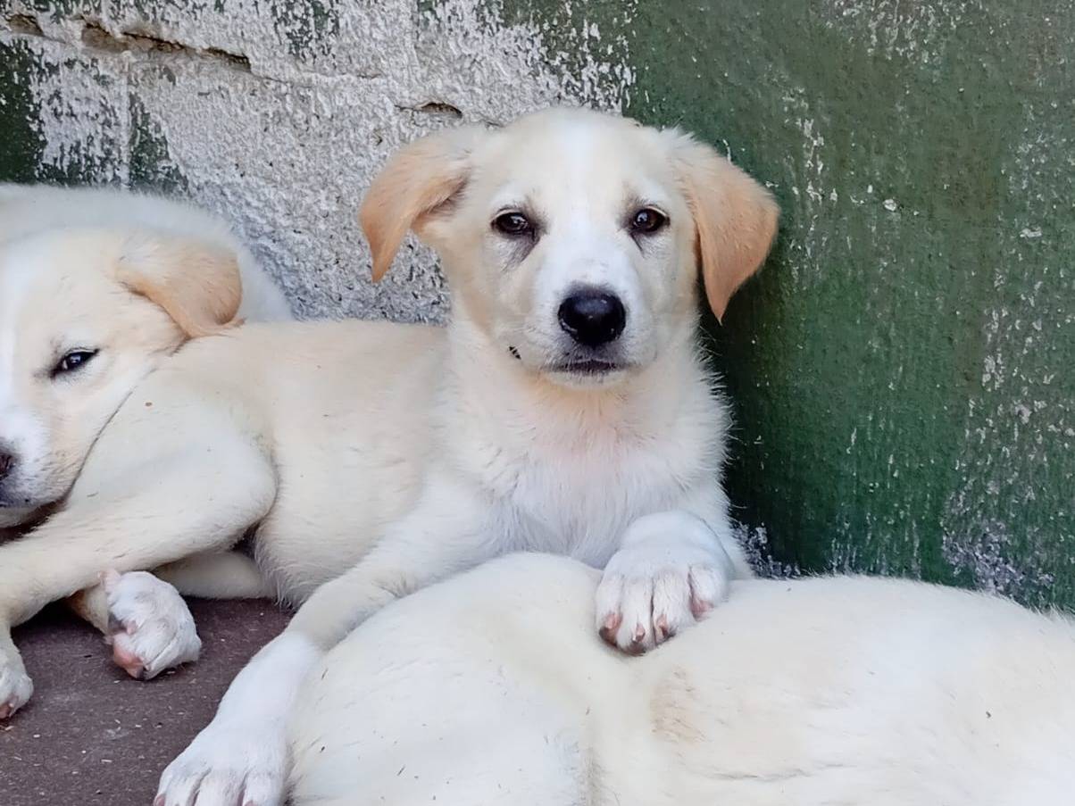 Adozione cane, maschio, Golden Retriever Razza sconosciuta, 3 mesi, taglia media, Caserta