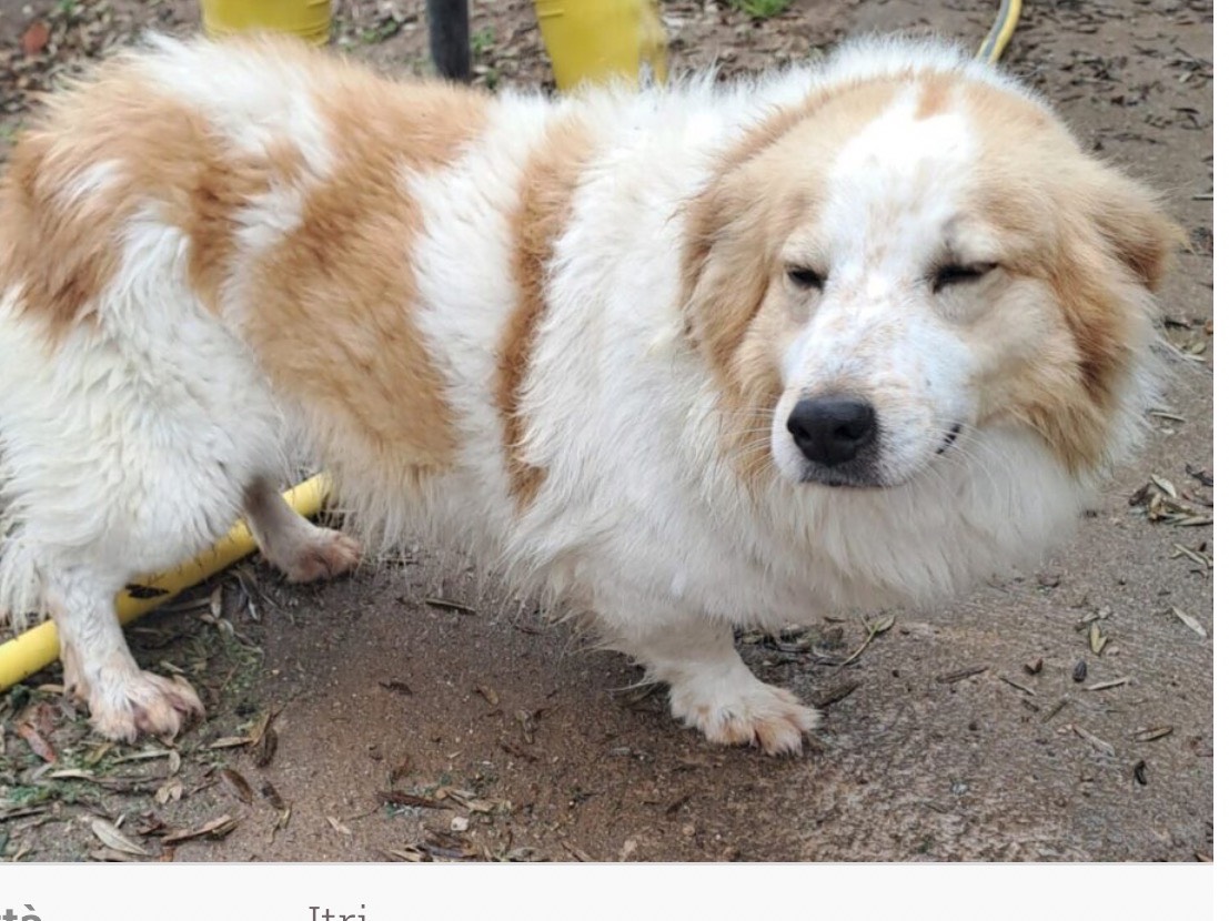 Adotta un cane, maschio, 5 anni e 4 mesi, Latina