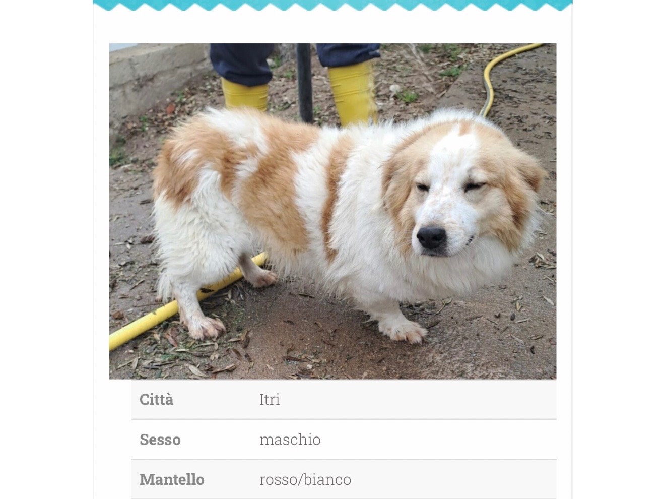 Adozione cane, maschio, Razza sconosciuta Razza sconosciuta, 5 anni e 4 mesi, taglia media contenuta, Latina