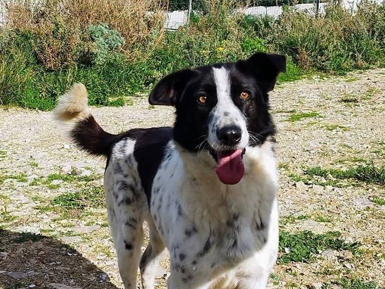 Adotta un cane, maschio, 5 anni e 6 mesi, Trapani