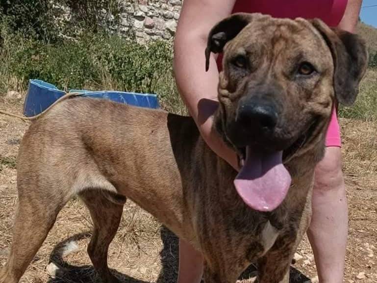 Adozione cane, maschio, Razza sconosciuta Razza sconosciuta, 4 anni e 4 mesi, taglia grande, Milano