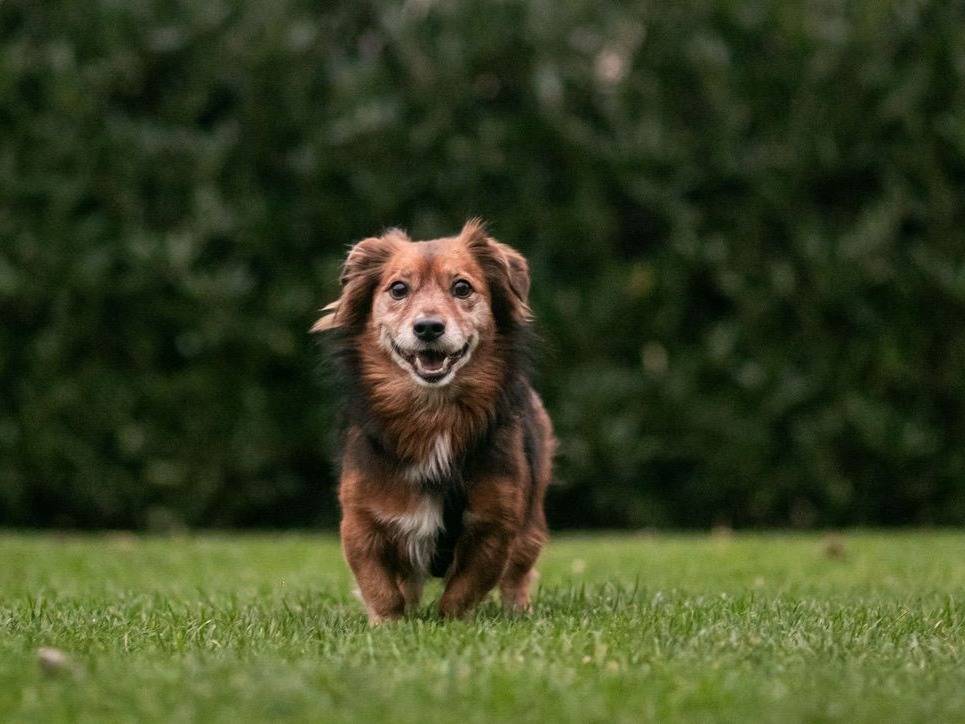 Adozione cane, maschio, Razza sconosciuta Razza sconosciuta, 9 anni e 5 mesi, taglia piccola, Salerno