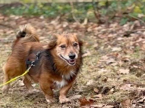 Adotta un cane, maschio, 9 anni e 5 mesi, Salerno