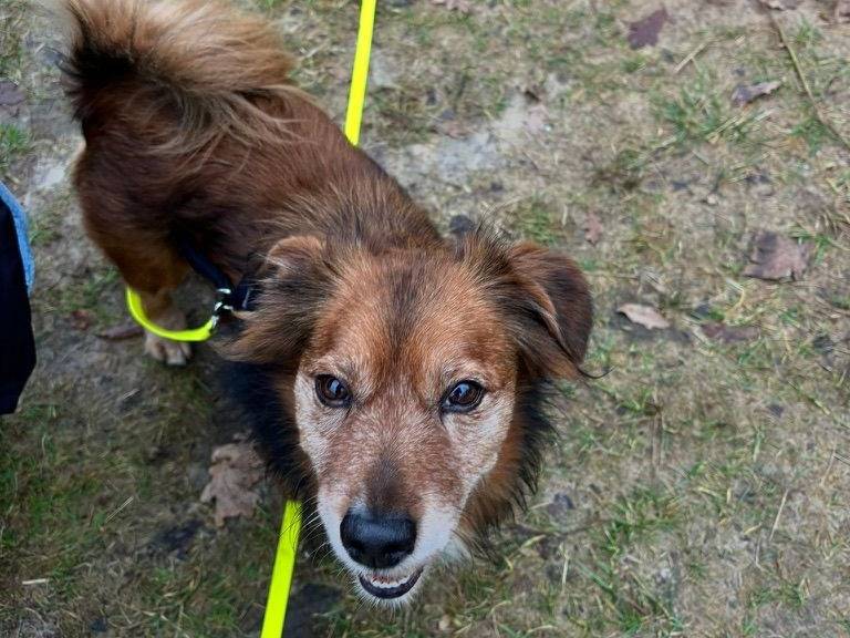 Vuoi adottare un cane a Salerno?