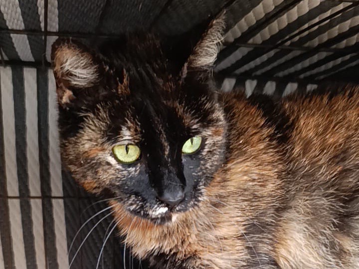 Adotta un gatto, femmina, 3 anni, Brescia