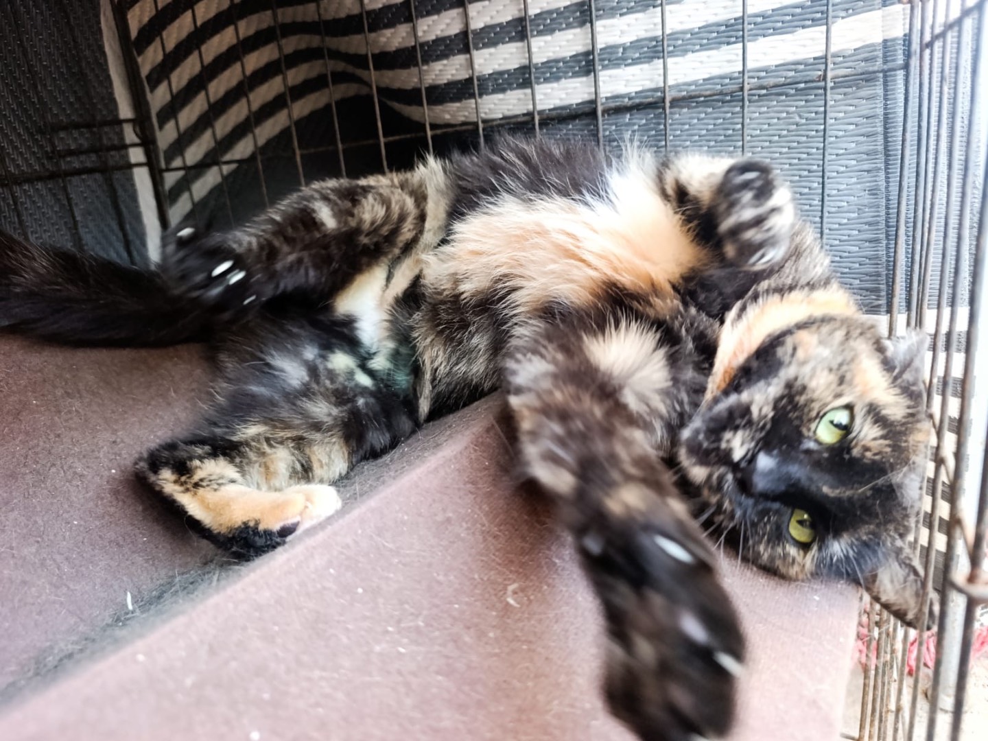 Adotta un gatto, taglia non valida, femmina, Brescia