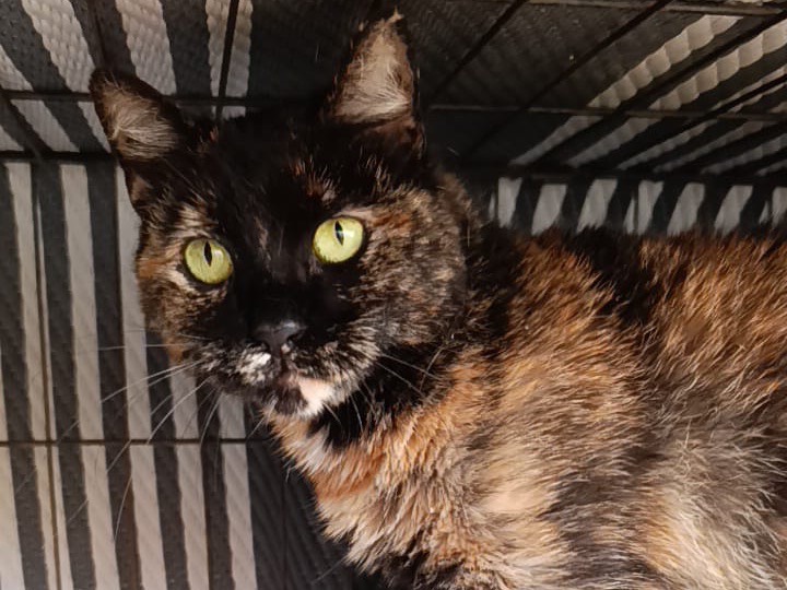 Adozione gatto, femmina, Razza sconosciuta Razza sconosciuta, 3 anni, taglia non valida, Brescia