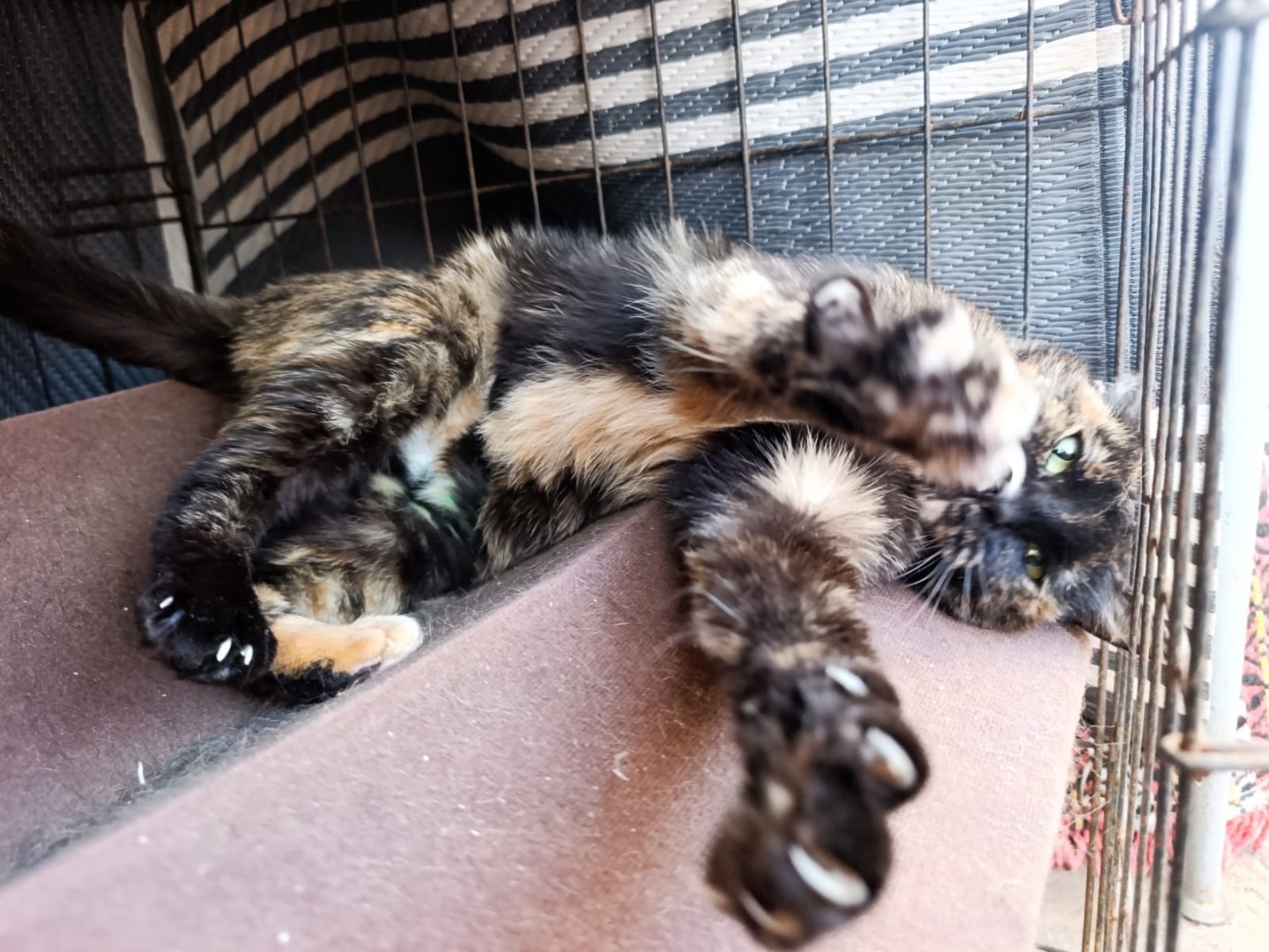 Vuoi adottare un gatto a Brescia?