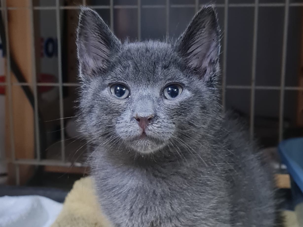Adozione gatto, maschio, Razza sconosciuta Razza sconosciuta, 2 mesi, taglia non valida, Trento