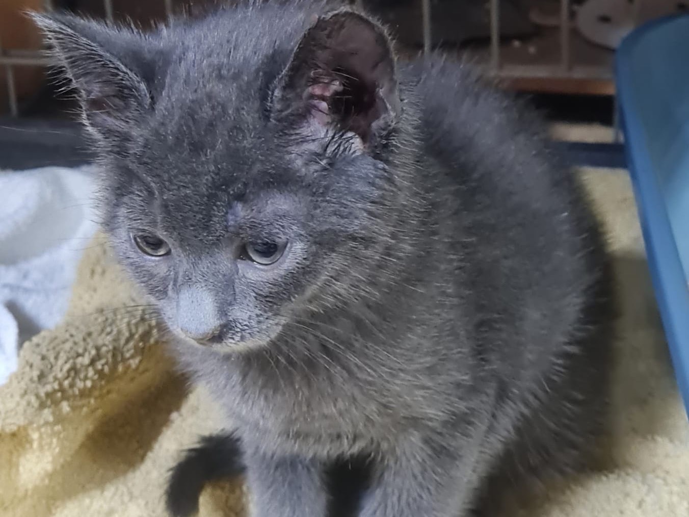 Adotta un gatto, maschio, 2 mesi, Trento