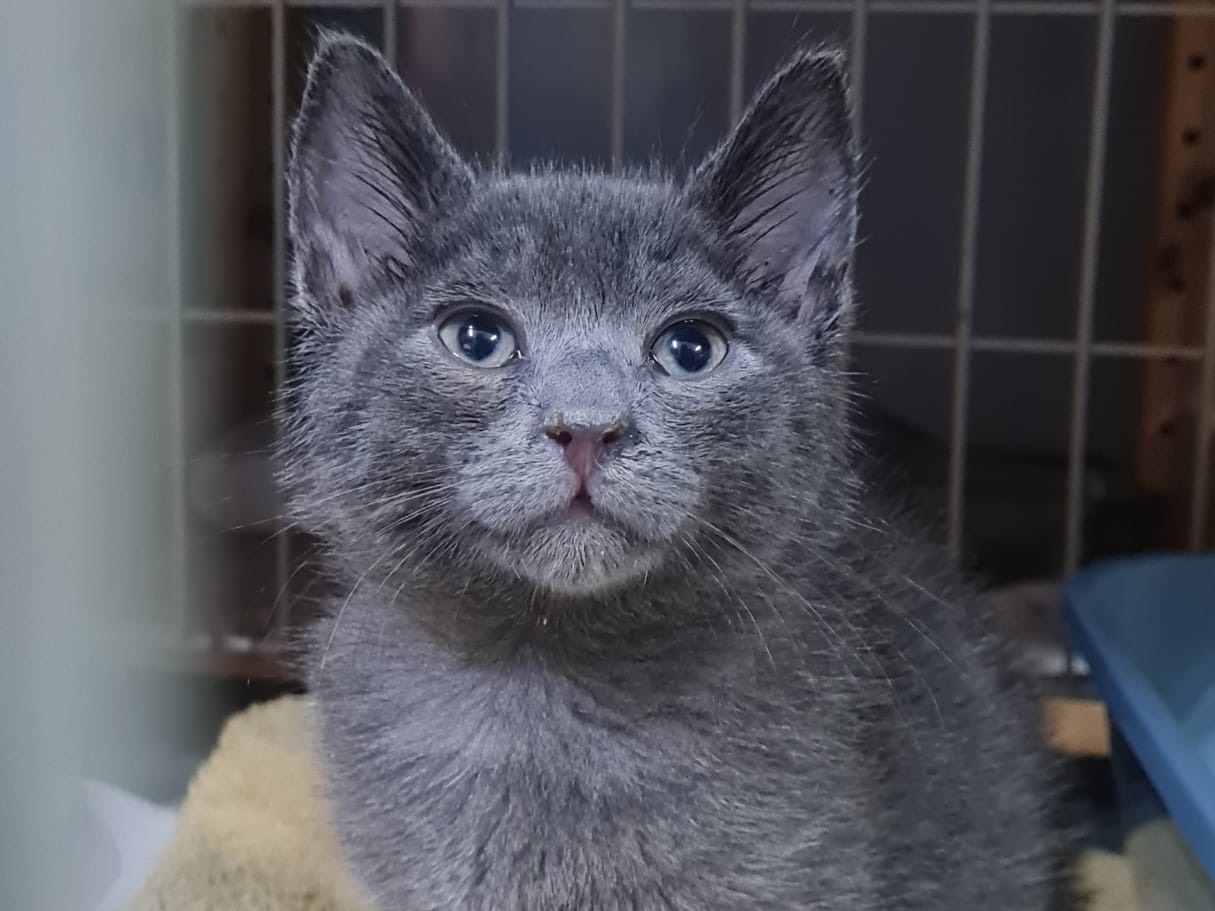 Adotta un gatto, taglia non valida, maschio, Trento