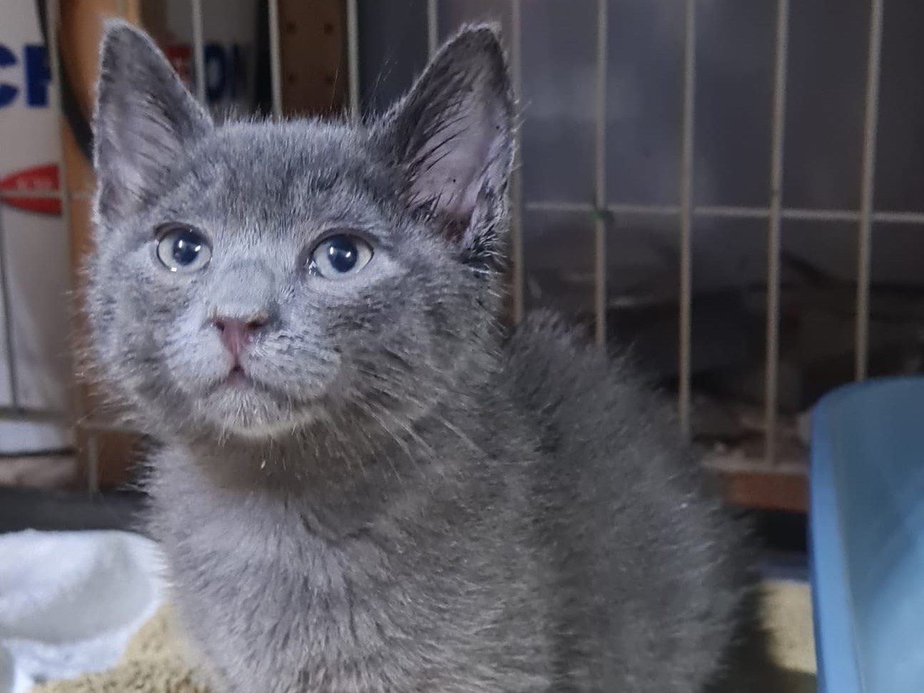 Vuoi adottare un gatto a Trento?