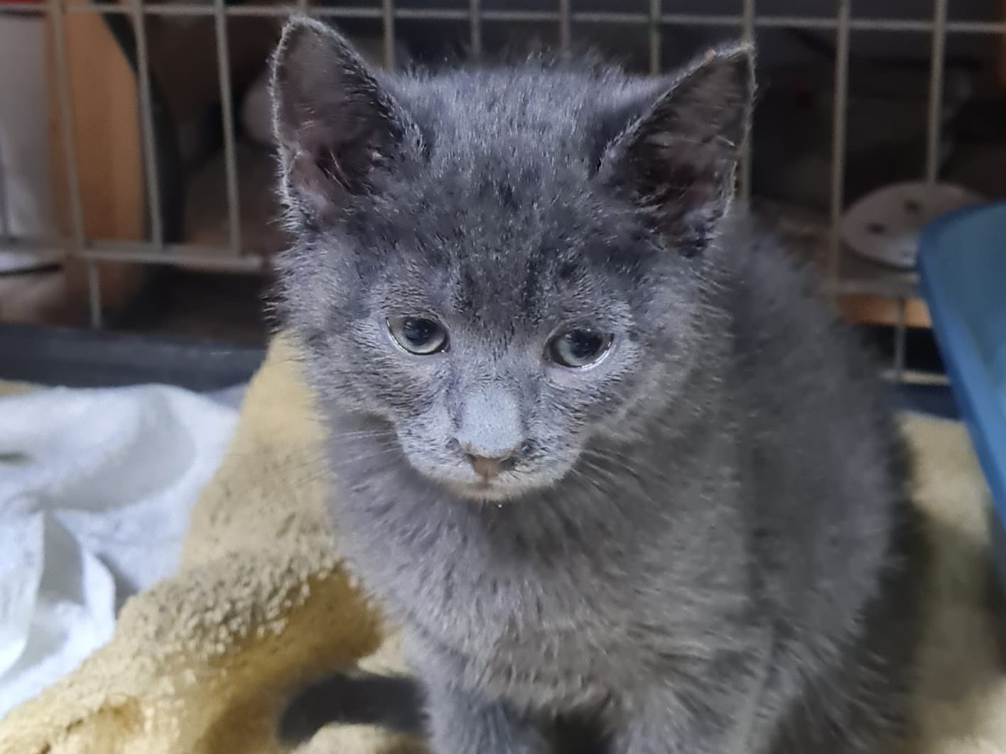 Adotta il gatto Cheshire a Trento