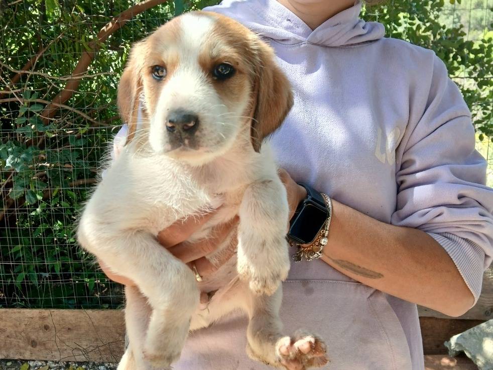 Adozione cane, maschio, Razza sconosciuta Razza sconosciuta, 2 mesi, taglia media, Siracusa