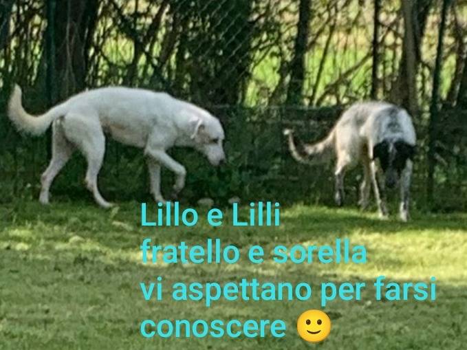 Adozione cane, maschio, Razza sconosciuta Razza sconosciuta, 3 anni, taglia media contenuta, Novara