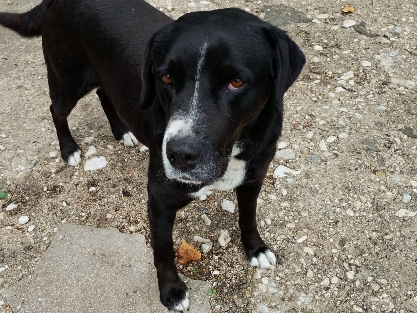 Adotta un cane, maschio, 6 anni, Frosinone