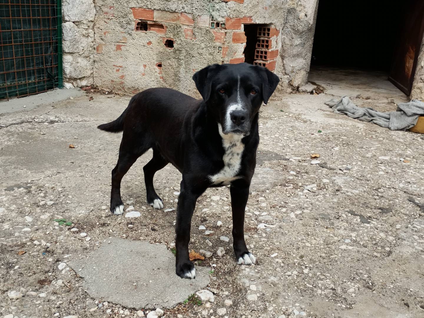 Adotta un cane, taglia media, maschio, Frosinone