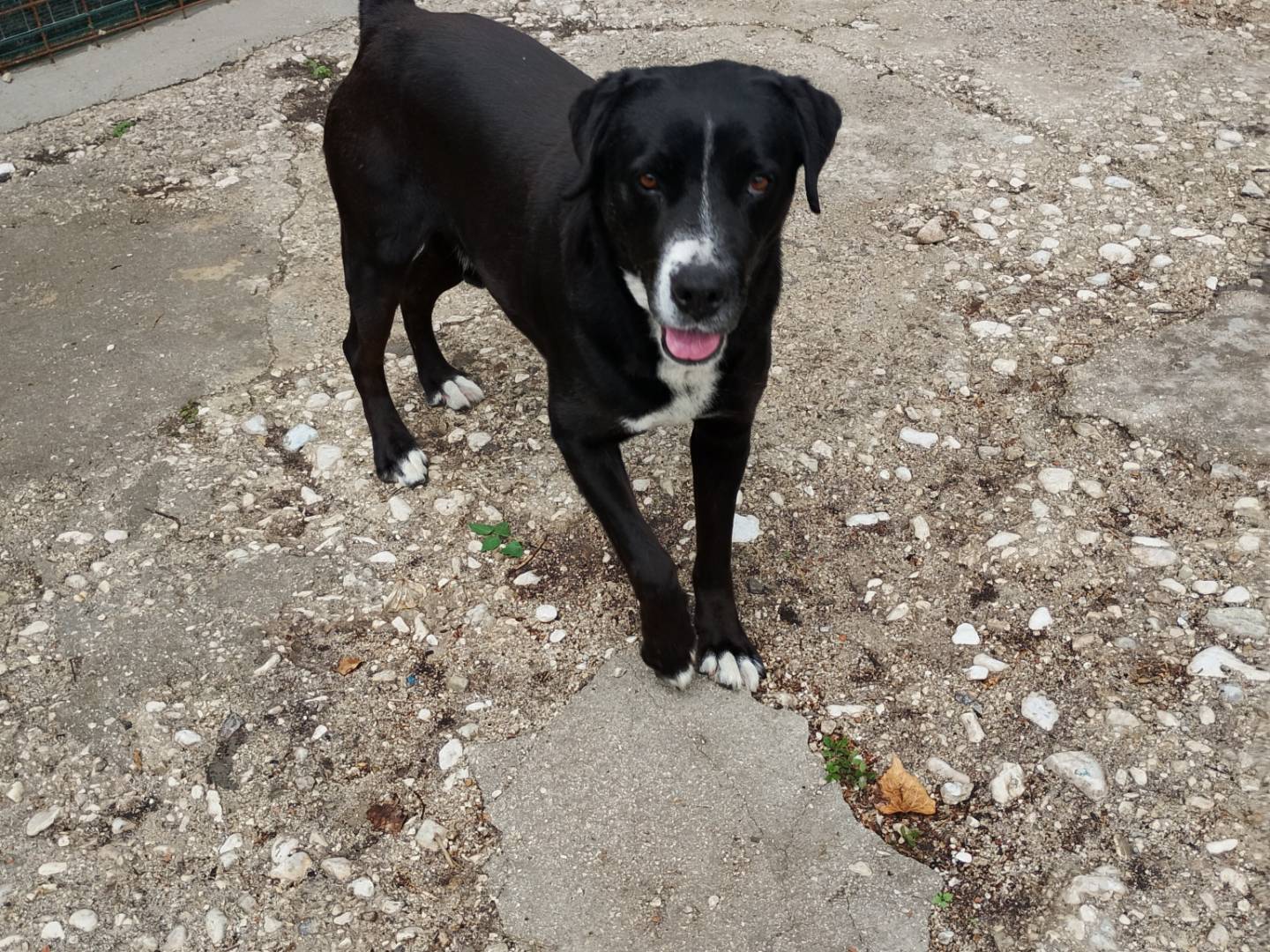 Vuoi adottare un cane a Frosinone?