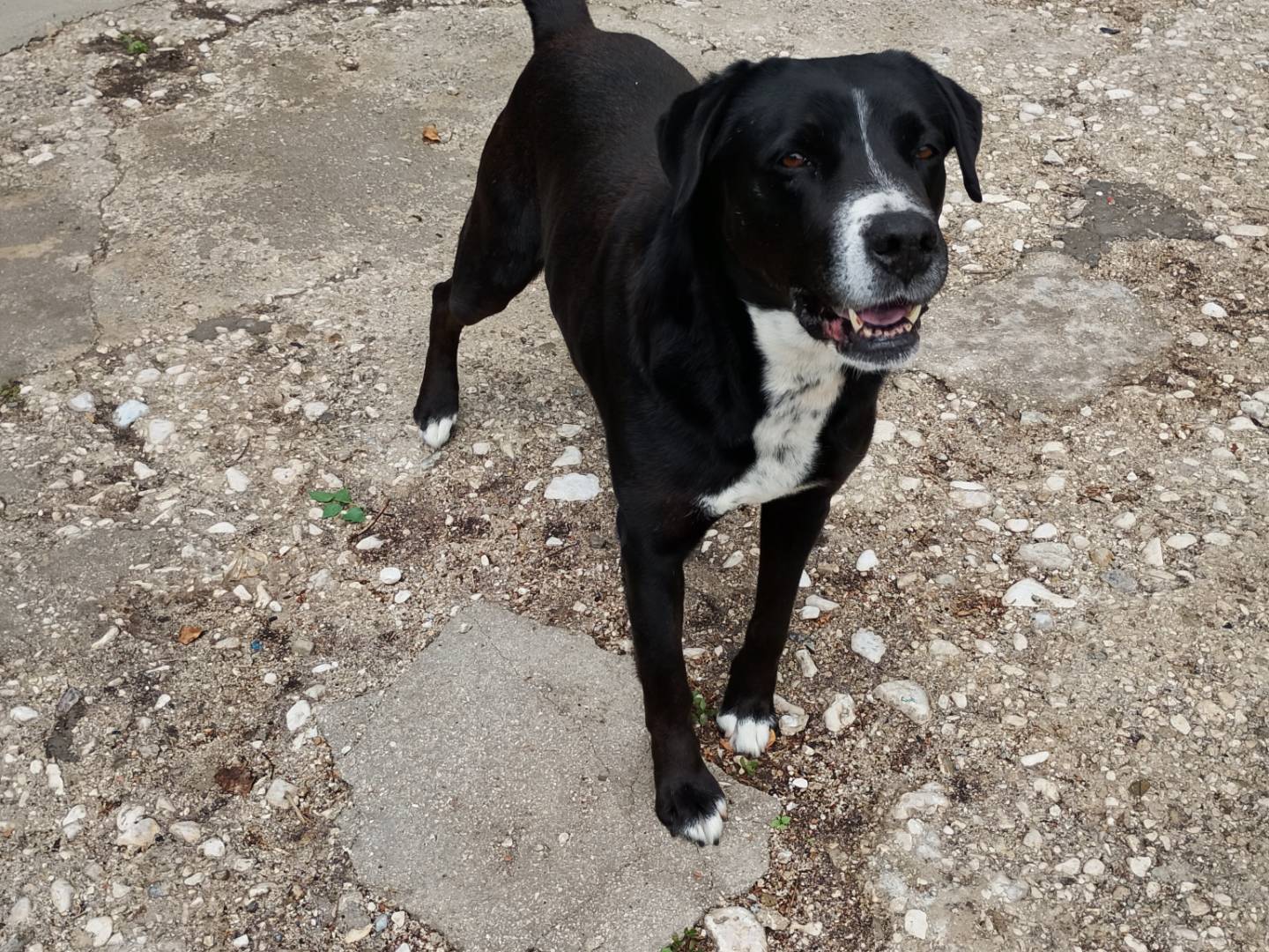 Adotta il cane Giggio a Frosinone