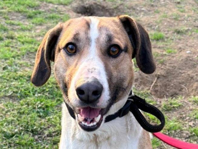 Adozione cane, maschio, Razza sconosciuta Razza sconosciuta, 3 anni e 2 mesi, taglia media contenuta, Novara