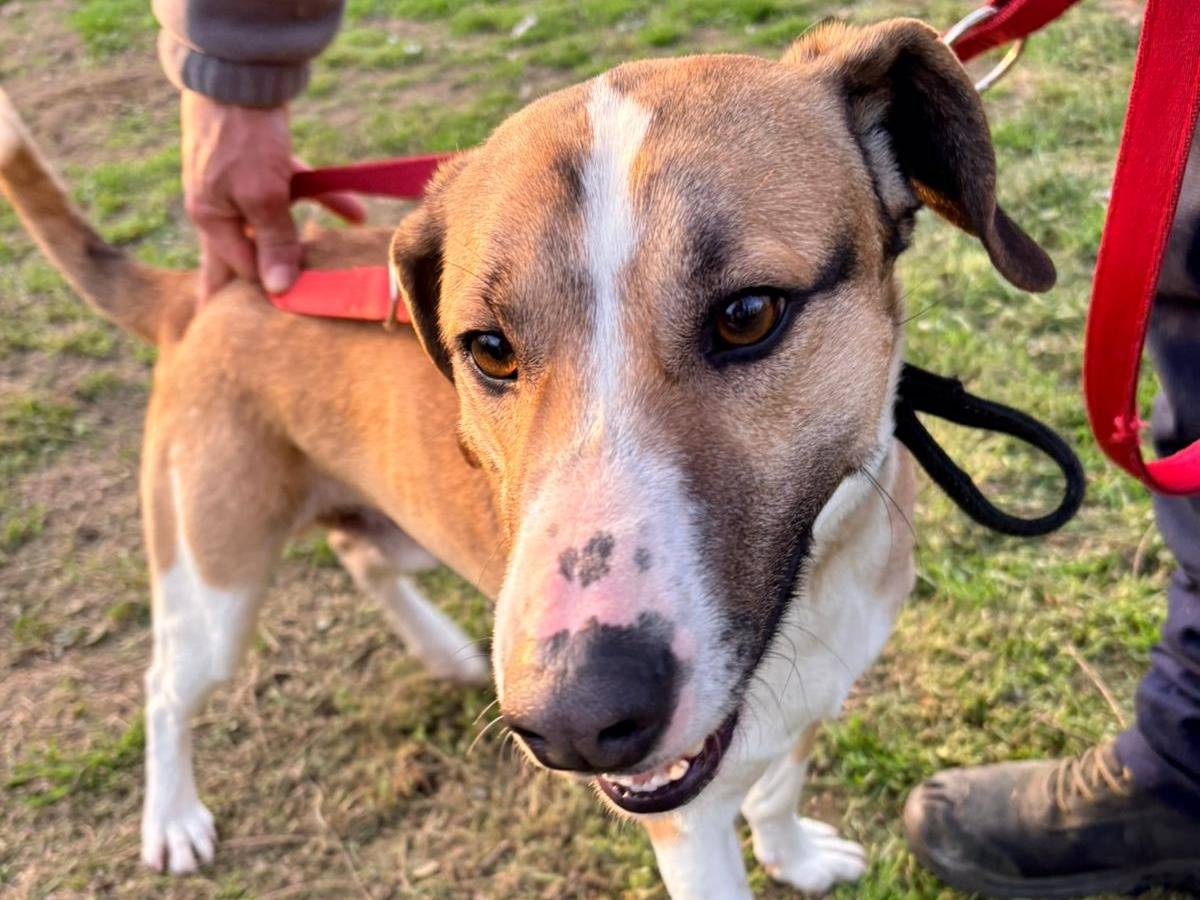 Adotta un cane, maschio, 3 anni e 2 mesi, Novara