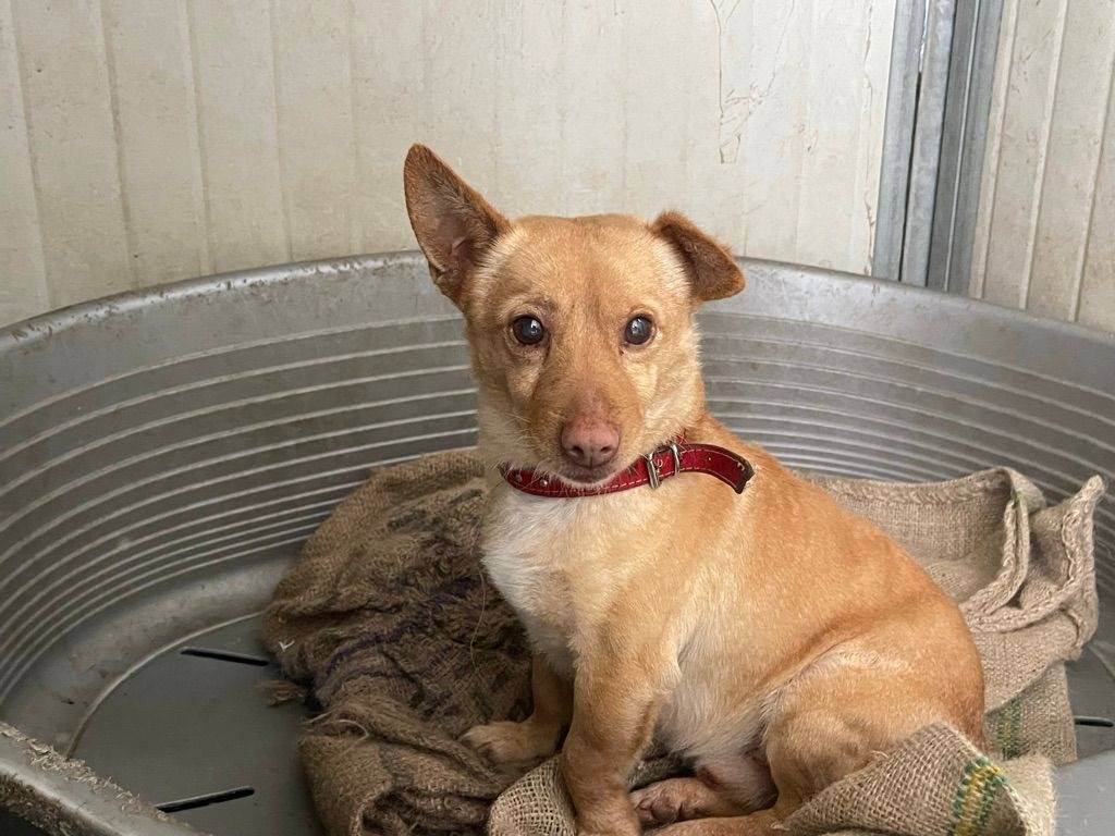 Adotta un cane, maschio, 6 anni e 2 mesi, Salerno